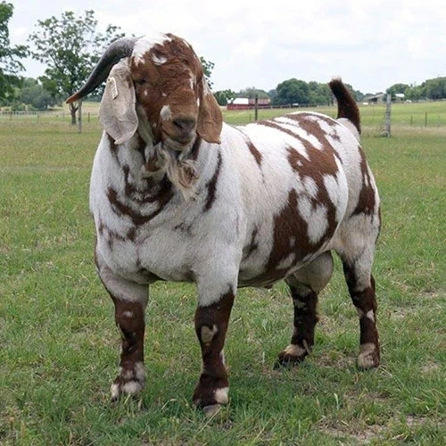 Live goat weighing scale boer goats and table eggs for sale at 100% guaranteed rates