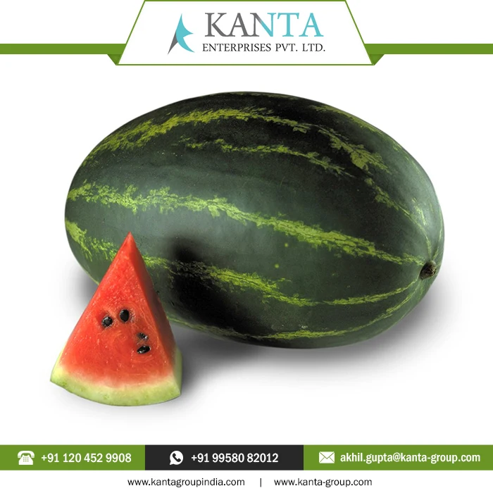 Buy Online Watermelon Essential Oil used in cosmetics as an emollient and lubricant with Low MOQ