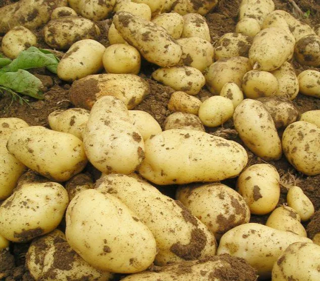Sweet-Potatoes-Organic (1).png
