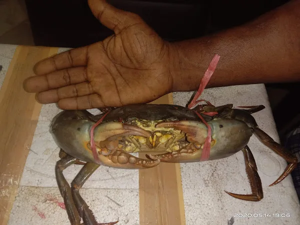 
mud crabs from Sri Lanka 
