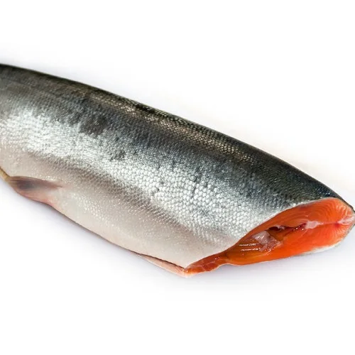 Frozen Fresh Salmon Fish/whole