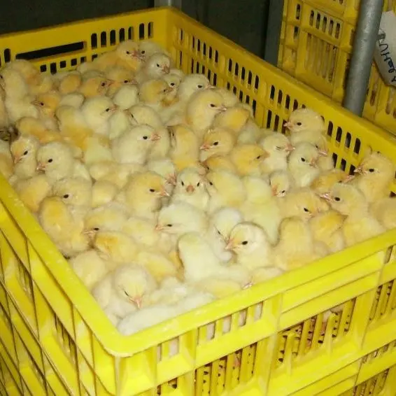
Poultry Broiler Chicks and Broiler Layer Chicken 
