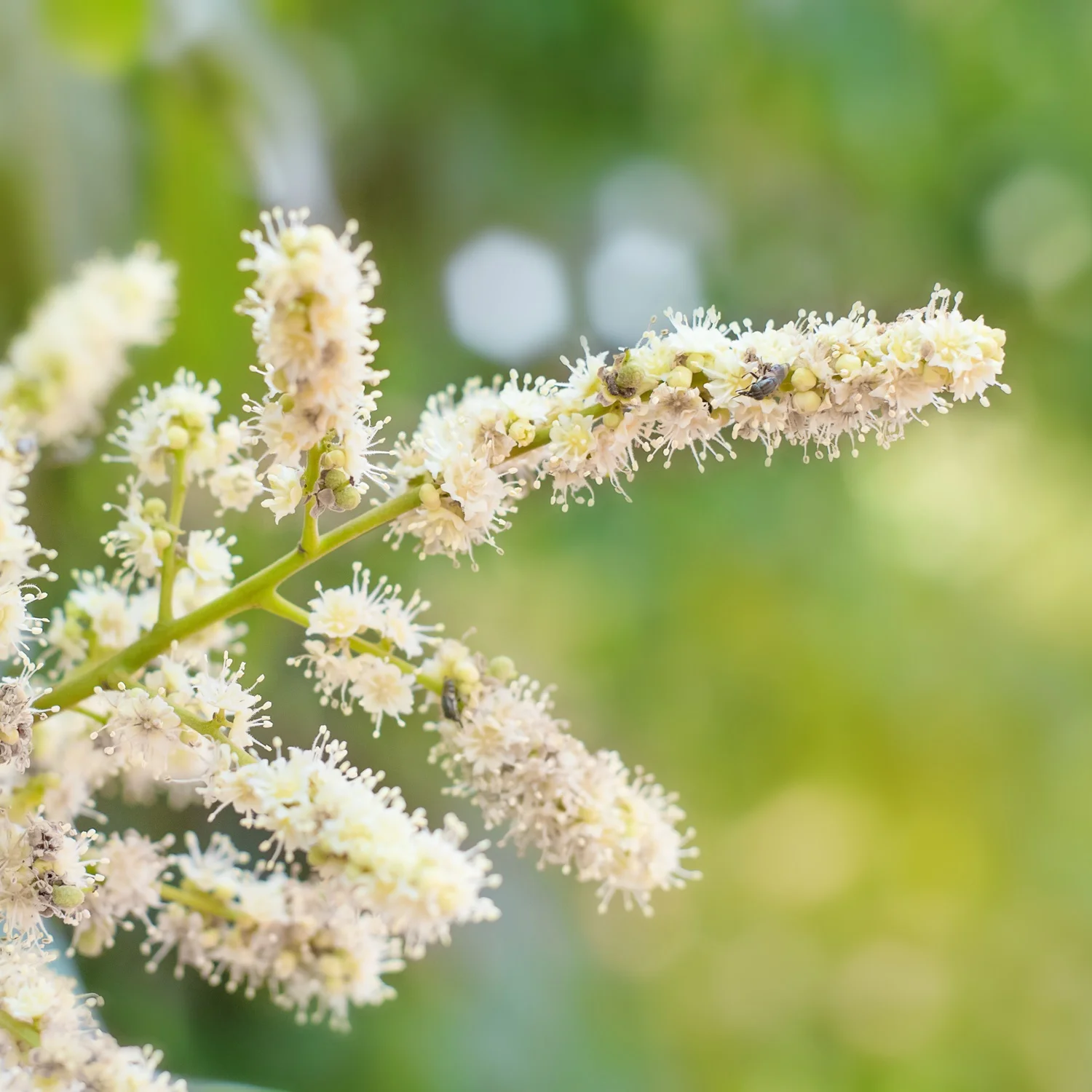 Premium Quality Longan Honey Thailand Pure honey 100% natural Bee honey high quality Thailand products