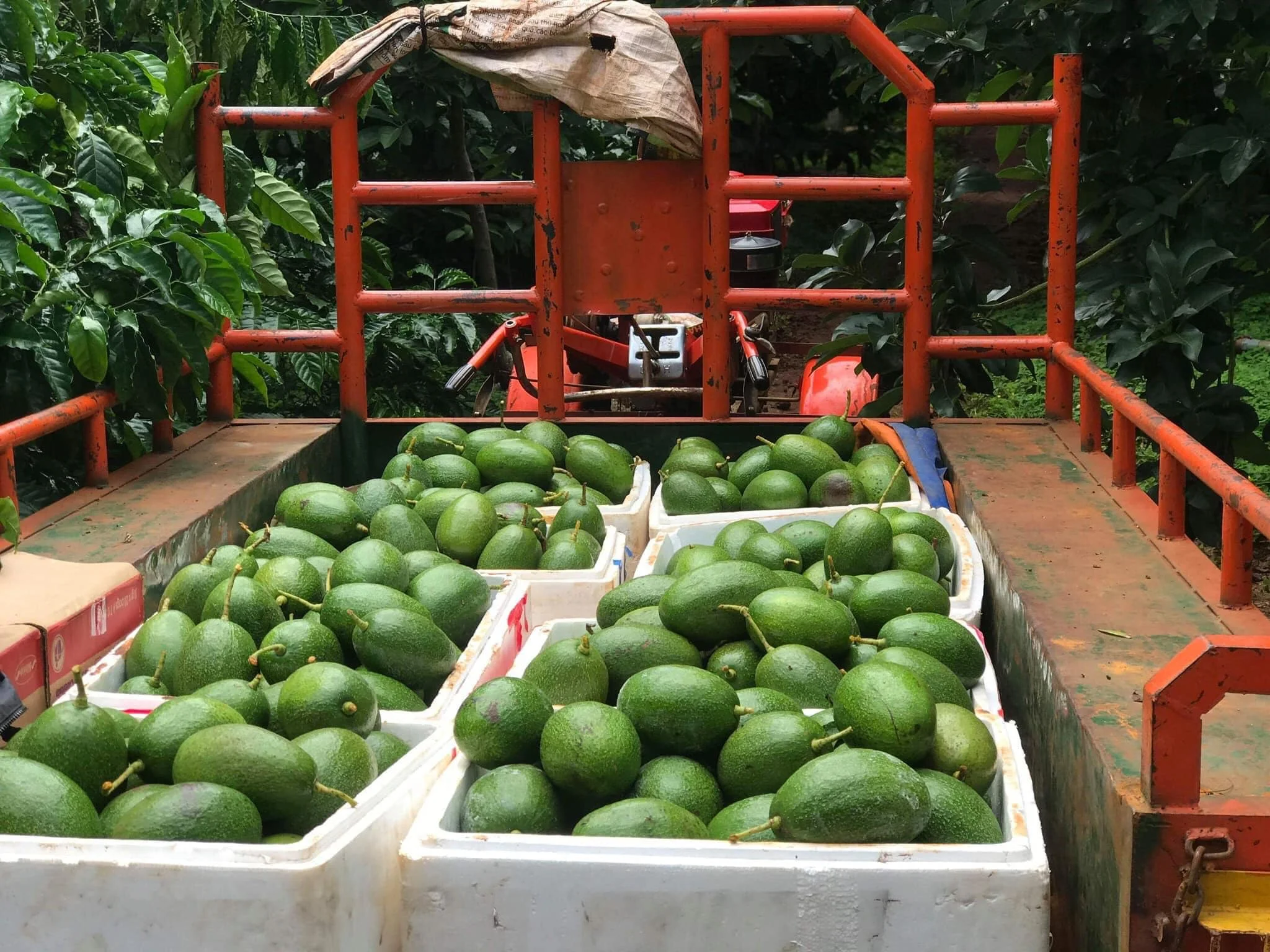 
HIGH QUALITY NEWEST CROP FRESH AVOCADO DAKLAK VARIETY 