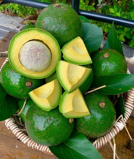 FROZEN AVOCADO FROM VIETNAM WITH HIGH QUALITY AND BEST PRICE
