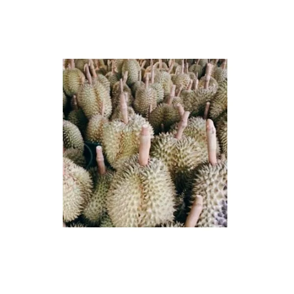 30 to 36 days Shell Life Common Cultuvation Type Durian fresh durian from Thailand export from Thailand