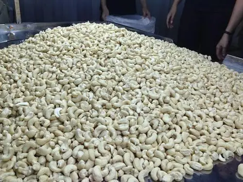 Cashew salted  Salted roasted cashew nuts Cashew nuts -W240- W320- W450