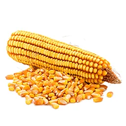 Сухая желтая кукуруза для корма животных на продажу Украина