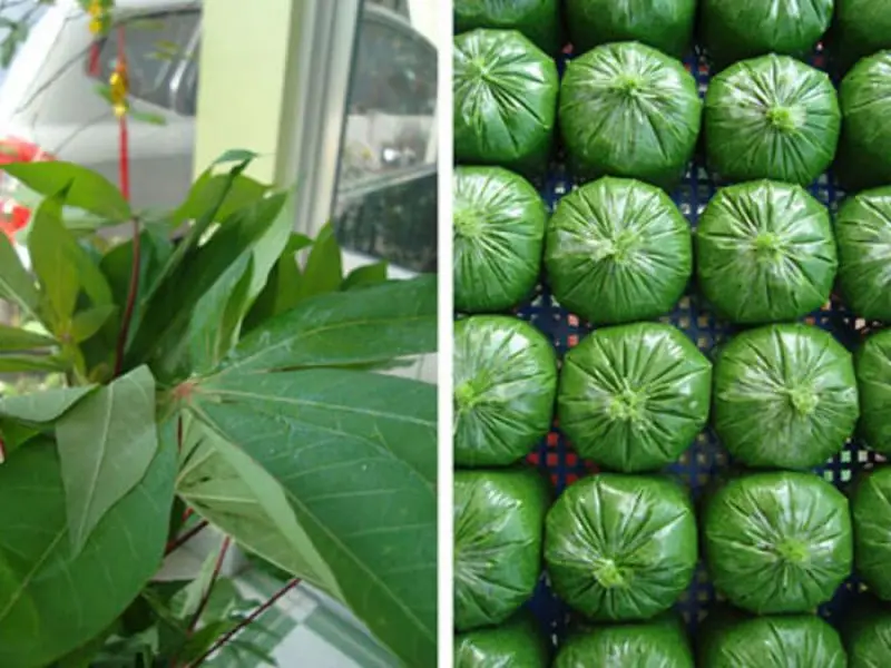 Листья замороженной кассавы хорошая цена на продажу высокое качество мистер Томас + 84961478592