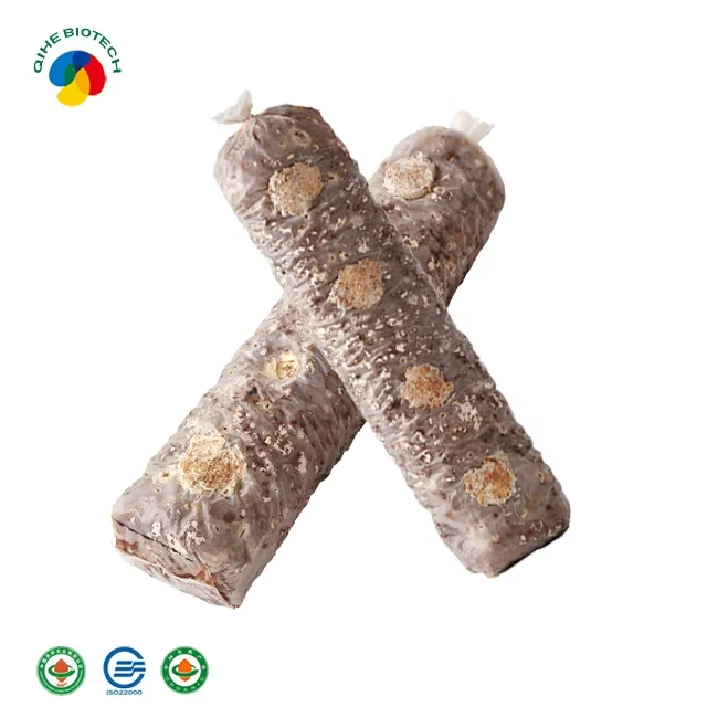 Organic  shiitake mushroom spawn grow bags kit  price supplier for export sawdust inoculation shiitake mushroom spores
