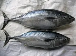 Wholesale Frozen Chinese skipjack tuna fish