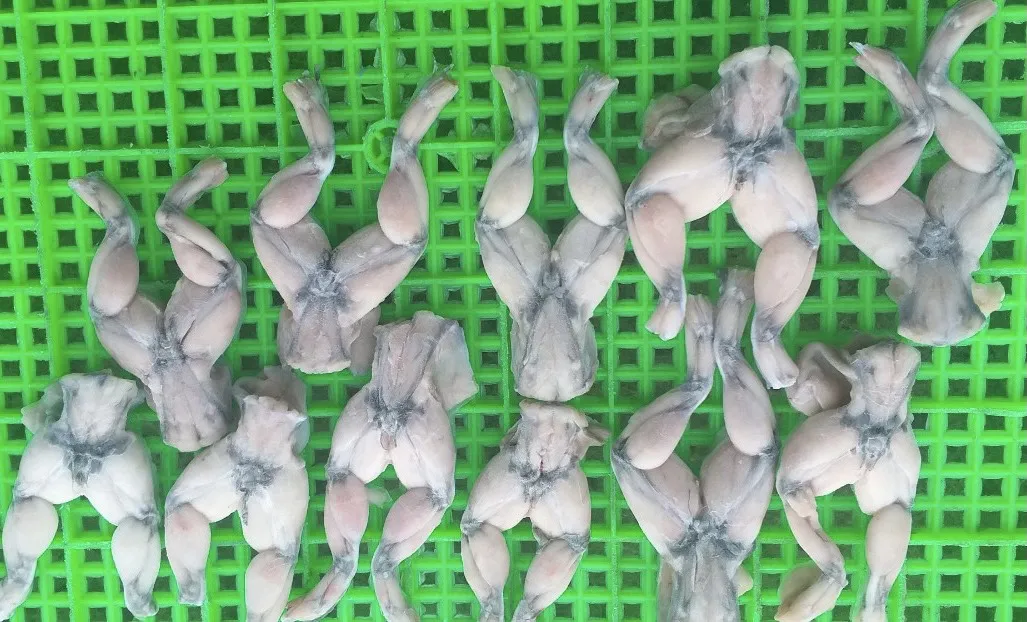 
FROZEN FROG LEGS / FARM RAISED ORGANIC FROG LEGS WITH YOGA POSTURE STYLE/ NO CHEMICAL 