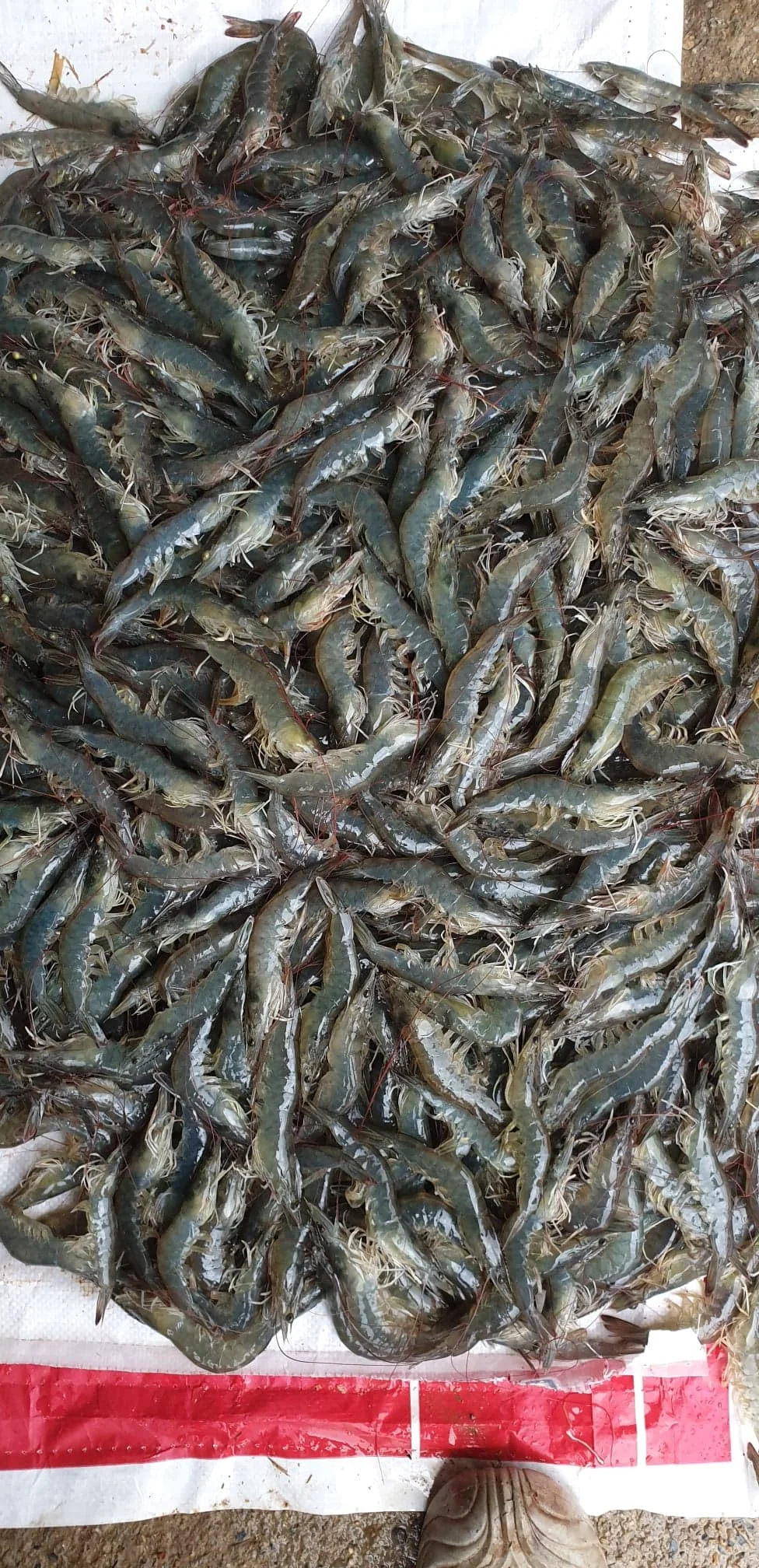Aquaculture feed additives Runeon II Bile Acids  for shrimp growth perfomance promoter