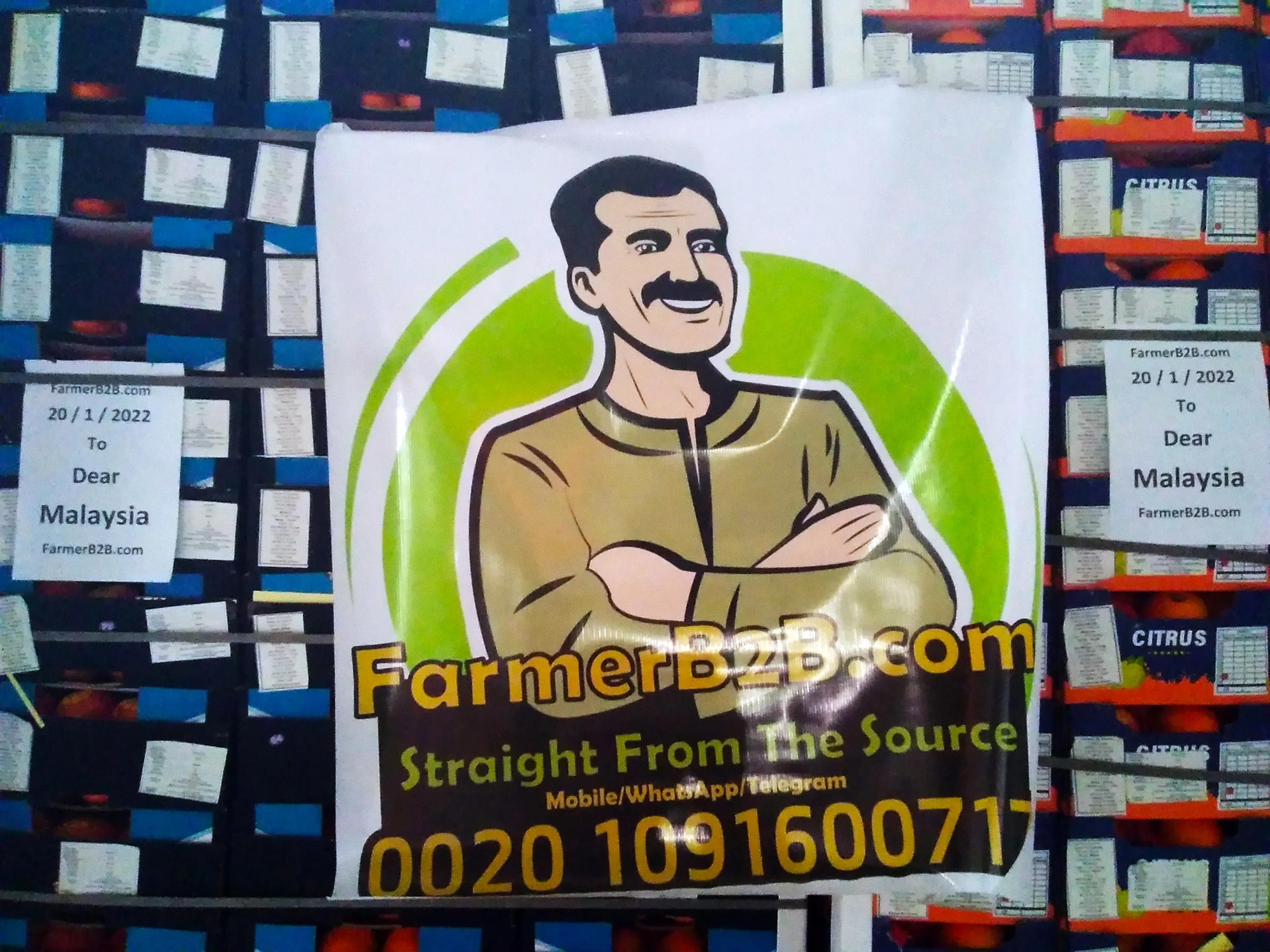 2022 Египет Свежий Оранжевый наша последняя доставка в Малайзию (Высшее качество)