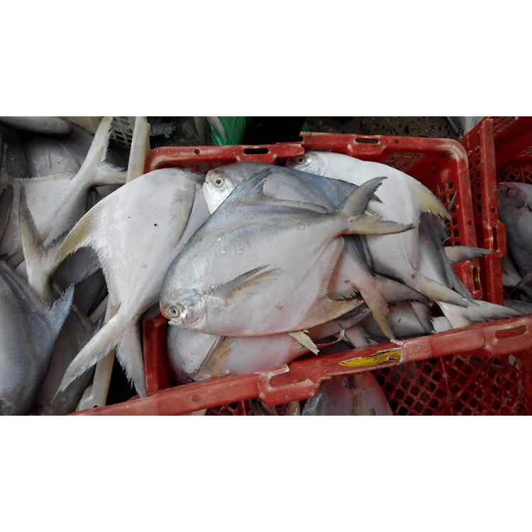 Whole Round Frozen White Silver Pomfret Fish