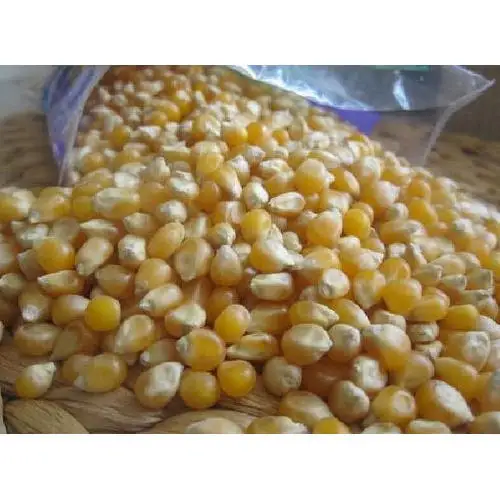 Желтый Кукуруза без ГМО/белый для продажи поставщик белой кукурузы и желтой кукурузы.