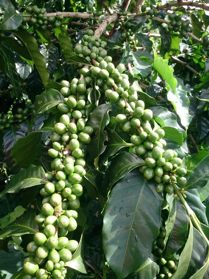 100% Arabica Coffee Premium Specialty Grade for Coffee Shops