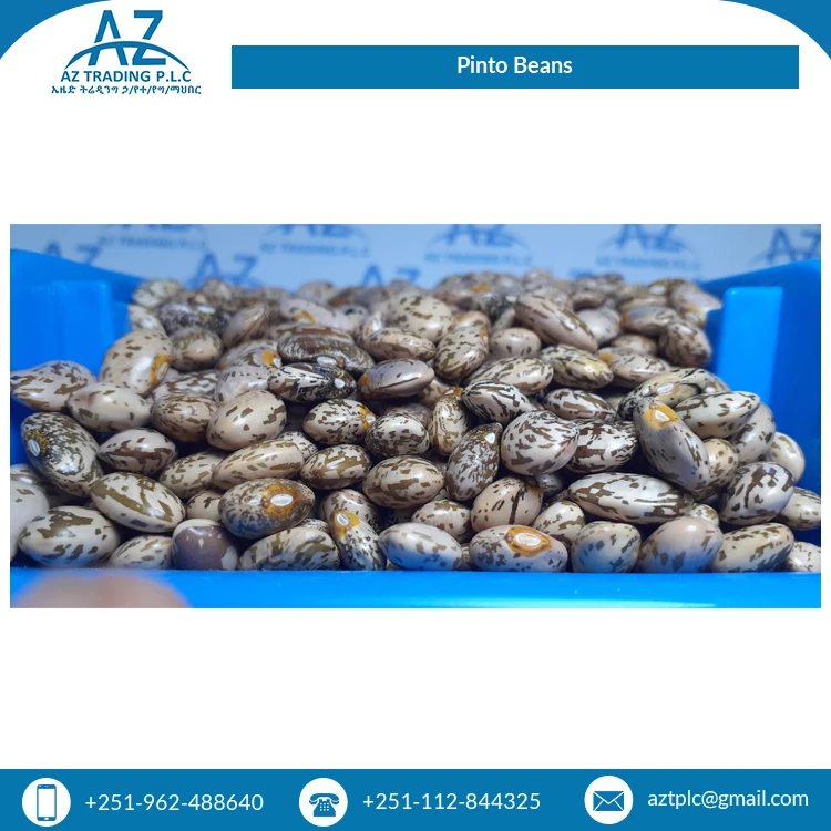 Factory Direct Sale Clean Red Speckled Dried Style Organic Ethiopian Pinto Beans for Wholesale Buyers