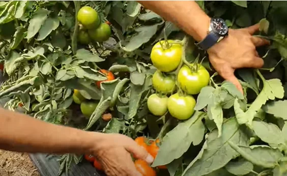 Оптовая продажа недорогие свежие огарские зеленые помидоры из Турции турецкий производитель Свежие высококачественные новые урожая