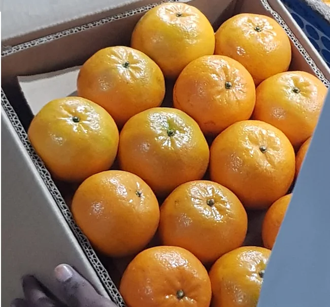Whole sale  Best Fresh Mandarin Orange With Top High Quality