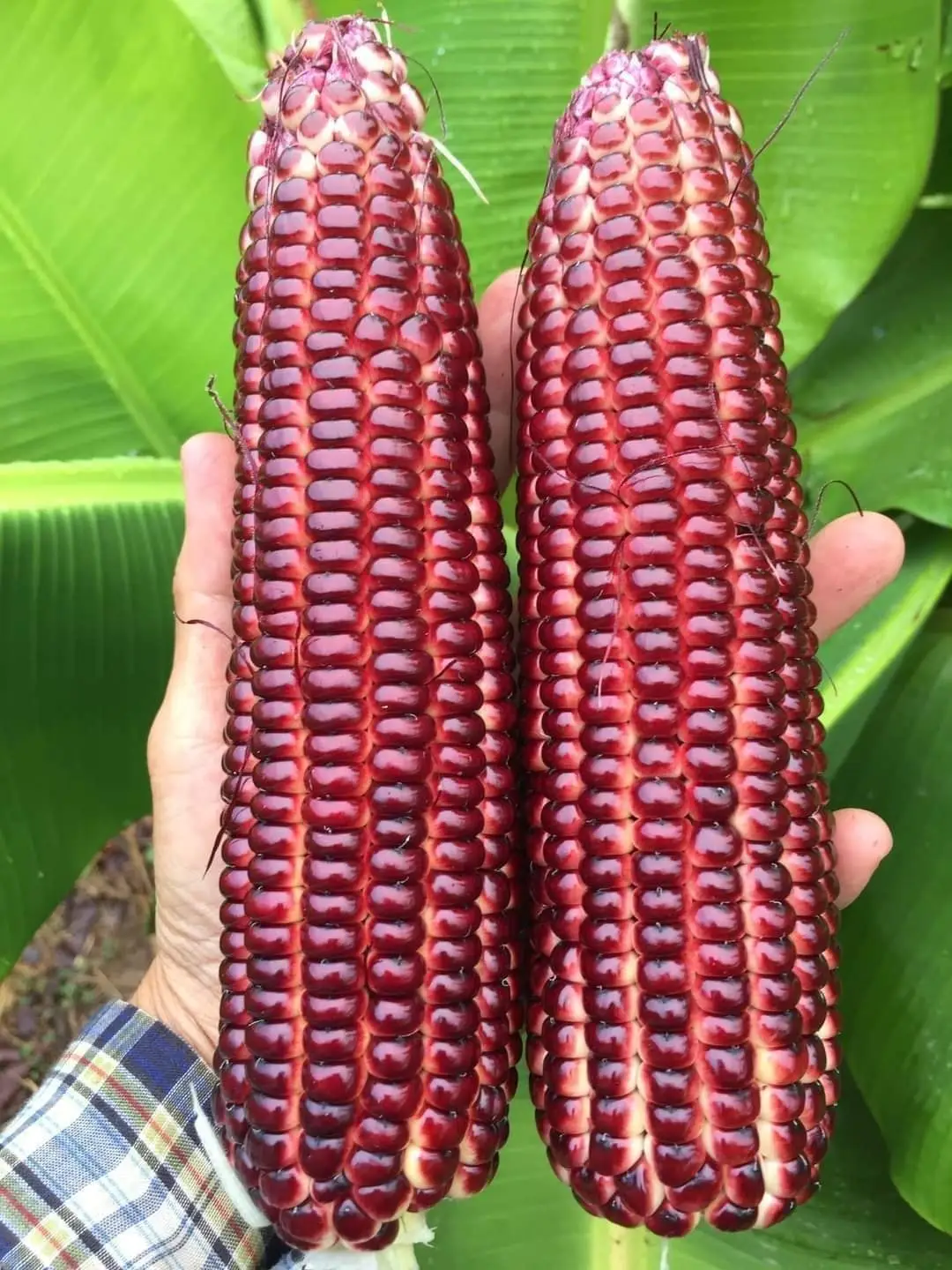 Вьетнамский поставщик вареная кукуруза в початках замороженная сладкая