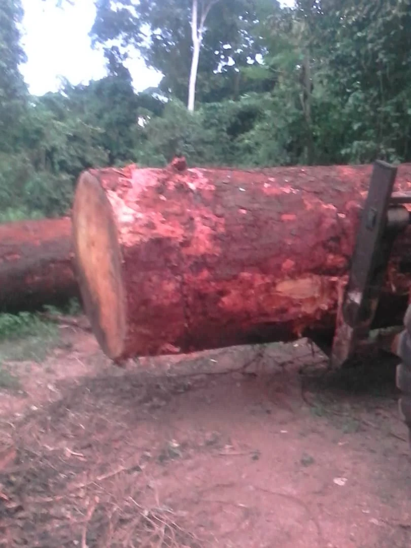 Denya Woods Logs High Quality Denya Wood Hard Teak Round Wooden Log Premium Quality