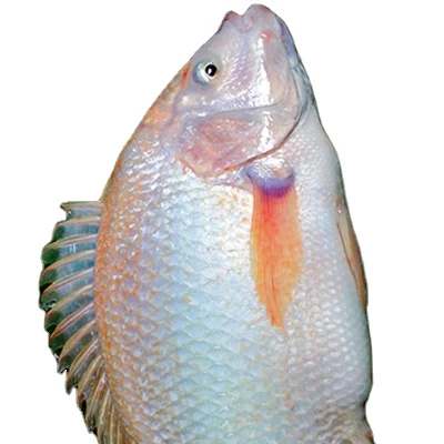 Горячая Распродажа, сладкие водные морепродукты, замороженное красное мясо тилапии, филе рыбы из Вьетнама