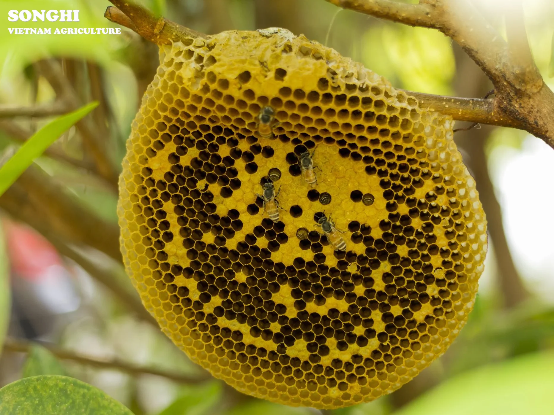 Natural Bee Honey High Quality / Golden Wattle Honey For Wholesale / Best Pure Honey Products From Vietnam