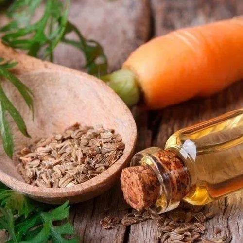 GMP Approved Carrot Seed Essential Oil Bulk Exporters in India | Carrot Seed Oil For Fighting Skin Wrinkles