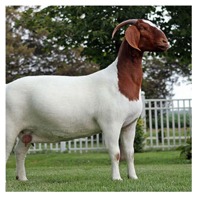 
Top Best Quality Prices 100% Full Blood Live Boer Goats Quality South Africa Live Pure Breed Boer Goat 