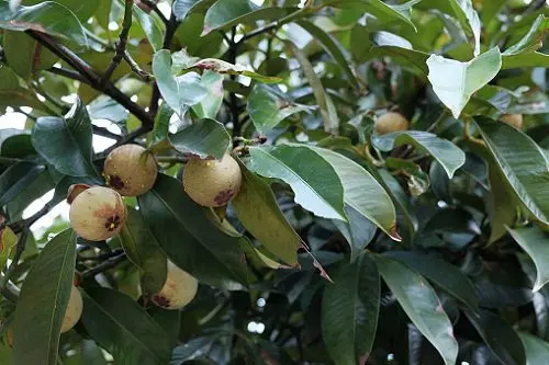 Вьетнамский мангостин со стандартным экспортным качеством экспортируется в ЕС США Азию и другие рынки