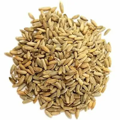 Rye - Organic Whole Rye Grain Berries - Wholesale Russian Rye Grains