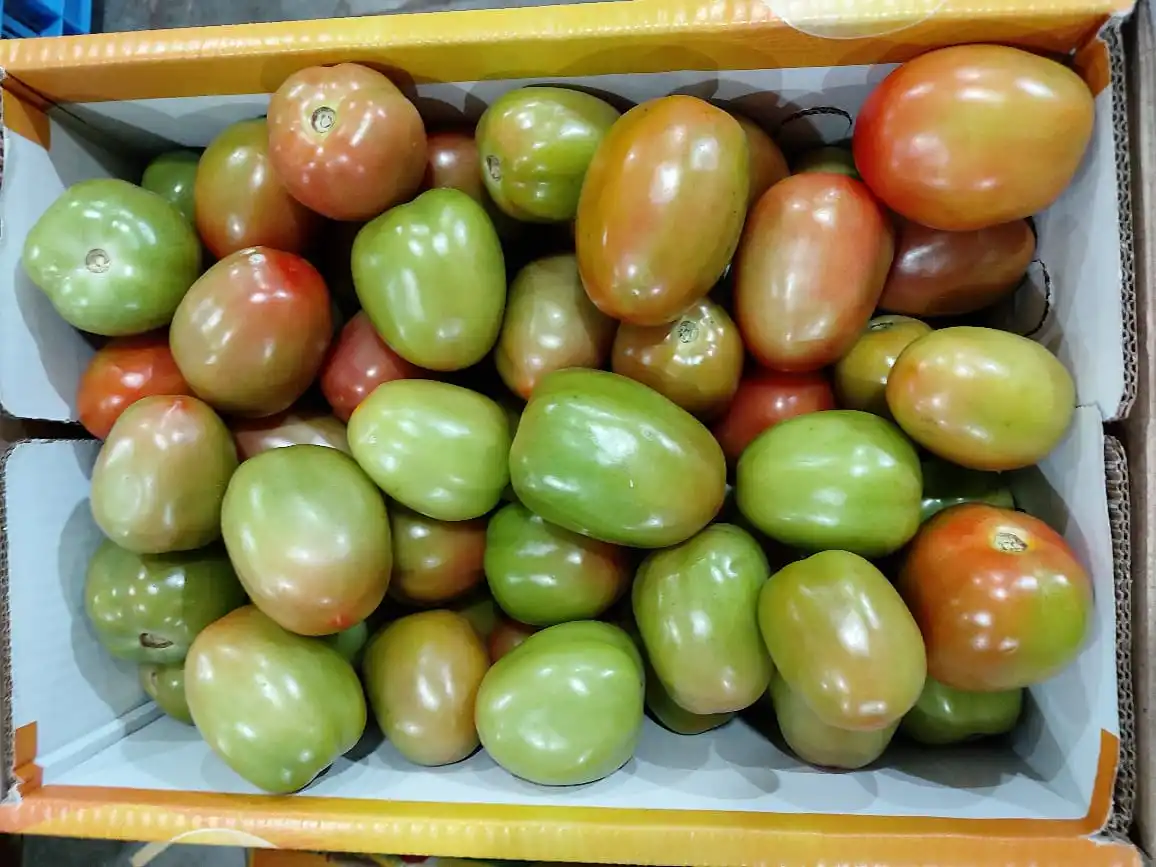 Fresh Premium Indian Quality Tomato