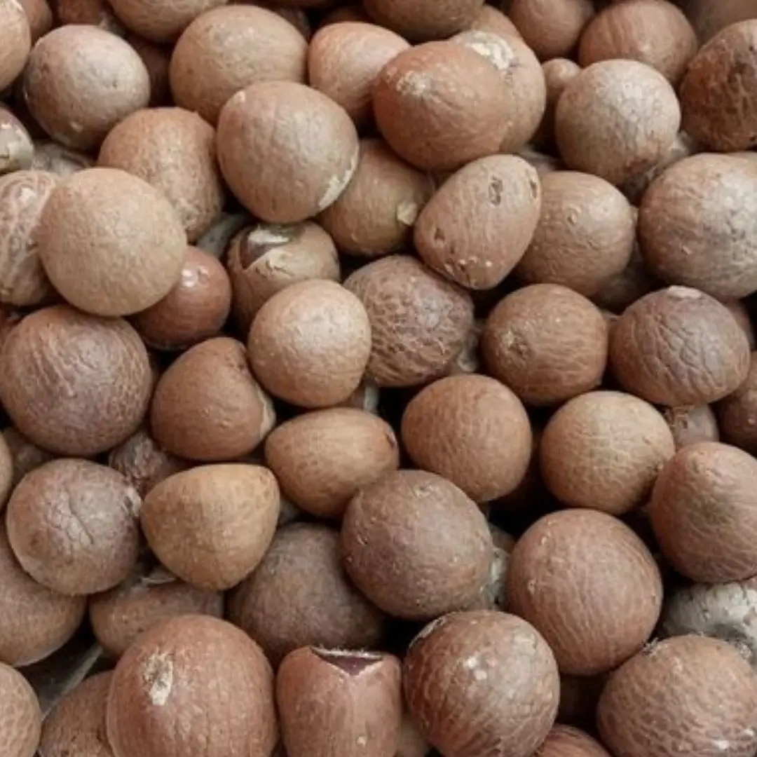 Whole Betel Nut Supari High Quality from Indonesia Grade 90-95