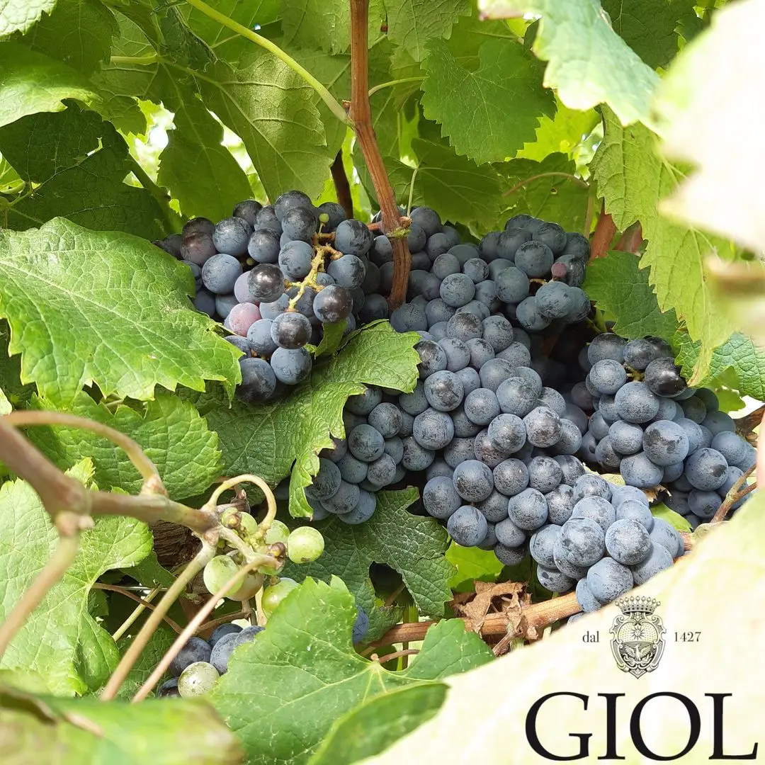 Premium Quality Italian Organic Prosecco Sparkling Wine 75 Cl for Aperitif and Dine