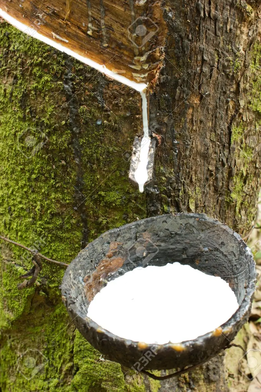 Rubber cup lumps for sale/high ammonia natural latex/fluorspar lumps