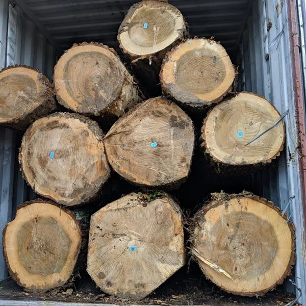 Poplar Veneer Logs 80+