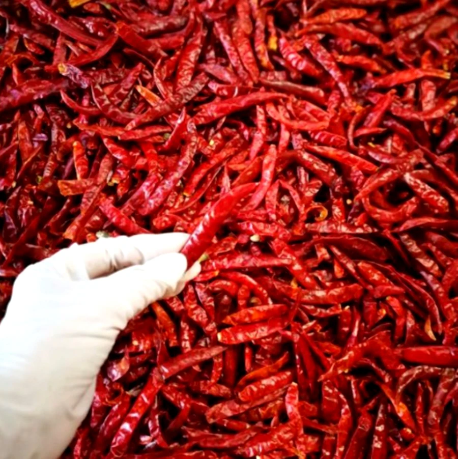 100% Dried Chili No Stems Hight Quality Hot Peppers Spices Sun Dried Whole Chile Pepper stemless Premium Product of Thailand