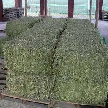 
BEST ALFALFA HAY WITH HIGH PROTIEN FOR ANIMAL FEEDING 