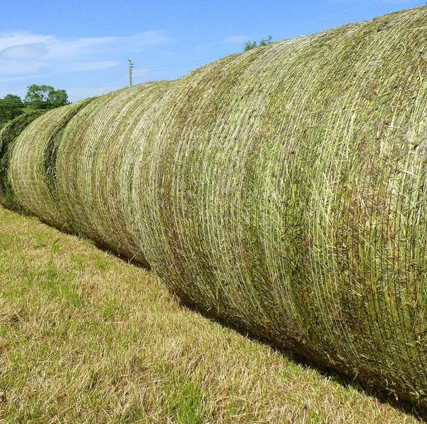 
Best Selling High Quality Alfalfa Hay Top Grade Sun Cured Green Alfalfa Hay For Sale 