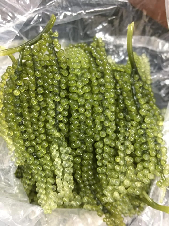 FRESH SEA GRAPE -SEAWEED_HIGH QUALITY - CHEAP PRICE +84905010988