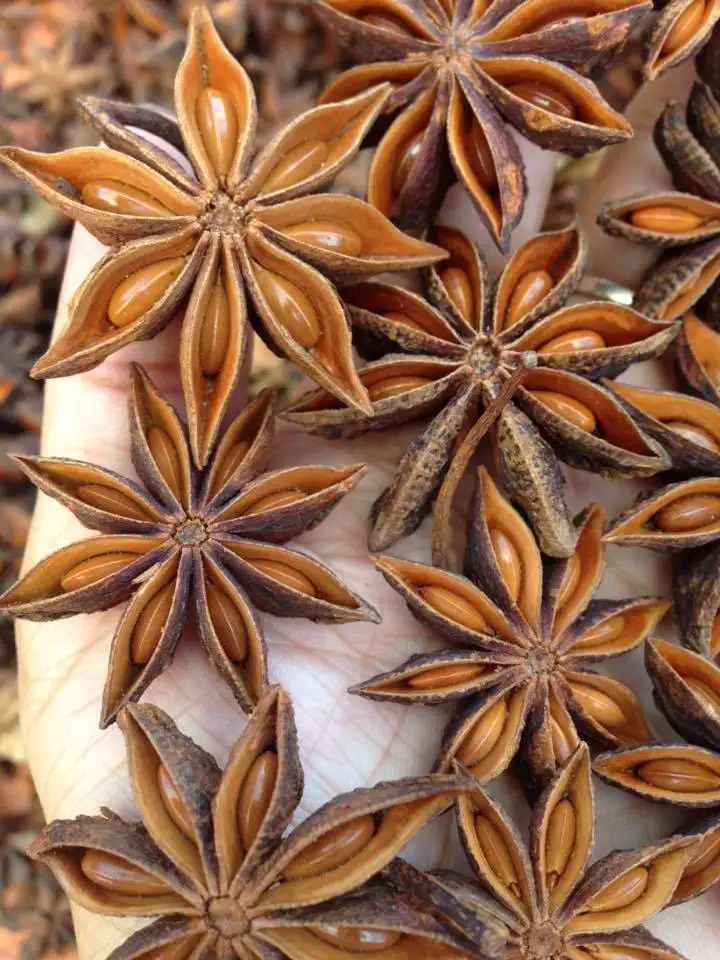 Сверхкачественный вьетнамский анис по хорошей цене специи и травы для пищевых ингредиентов специй от производителя WS + 84 326055616