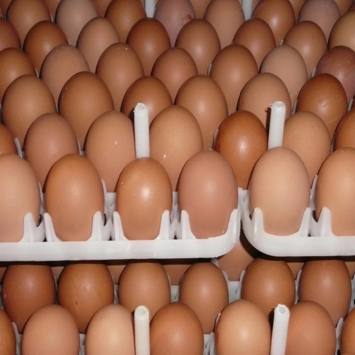 
Fresh Protein Rich Farm Chicken Eggs 