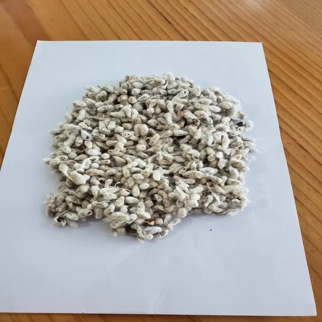 
Cotton Seed 