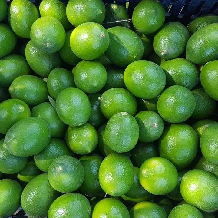 High Quality Fresh persian Lime for sale