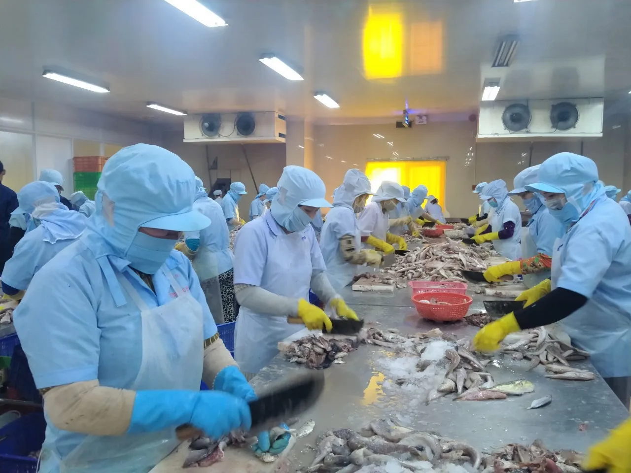 Оптовая продажа вьетнамские Замороженные производители Surimi хорошего качества на