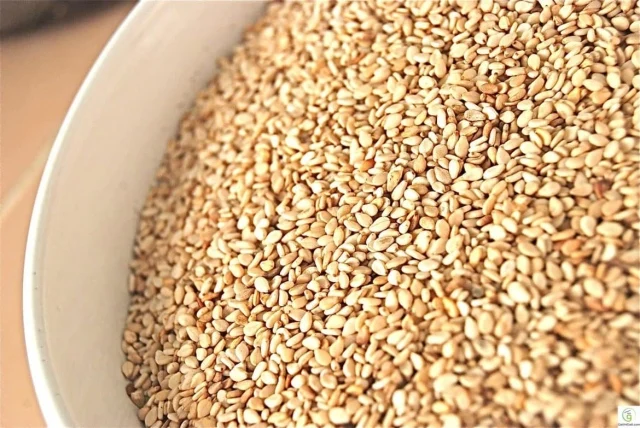 EGYPTIAN Golden Sesame Seeds SORTEX QUALITY 99.9 % 2022