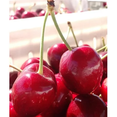 High Quality Delicious Taste Red Farm Fresh Cherries for Bulk Purchase