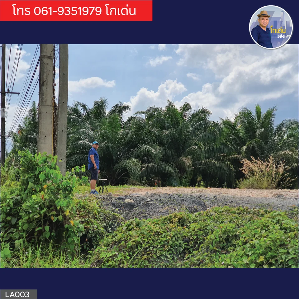 Land for Sale  Wiang Sa District  Surat Thani Thailand