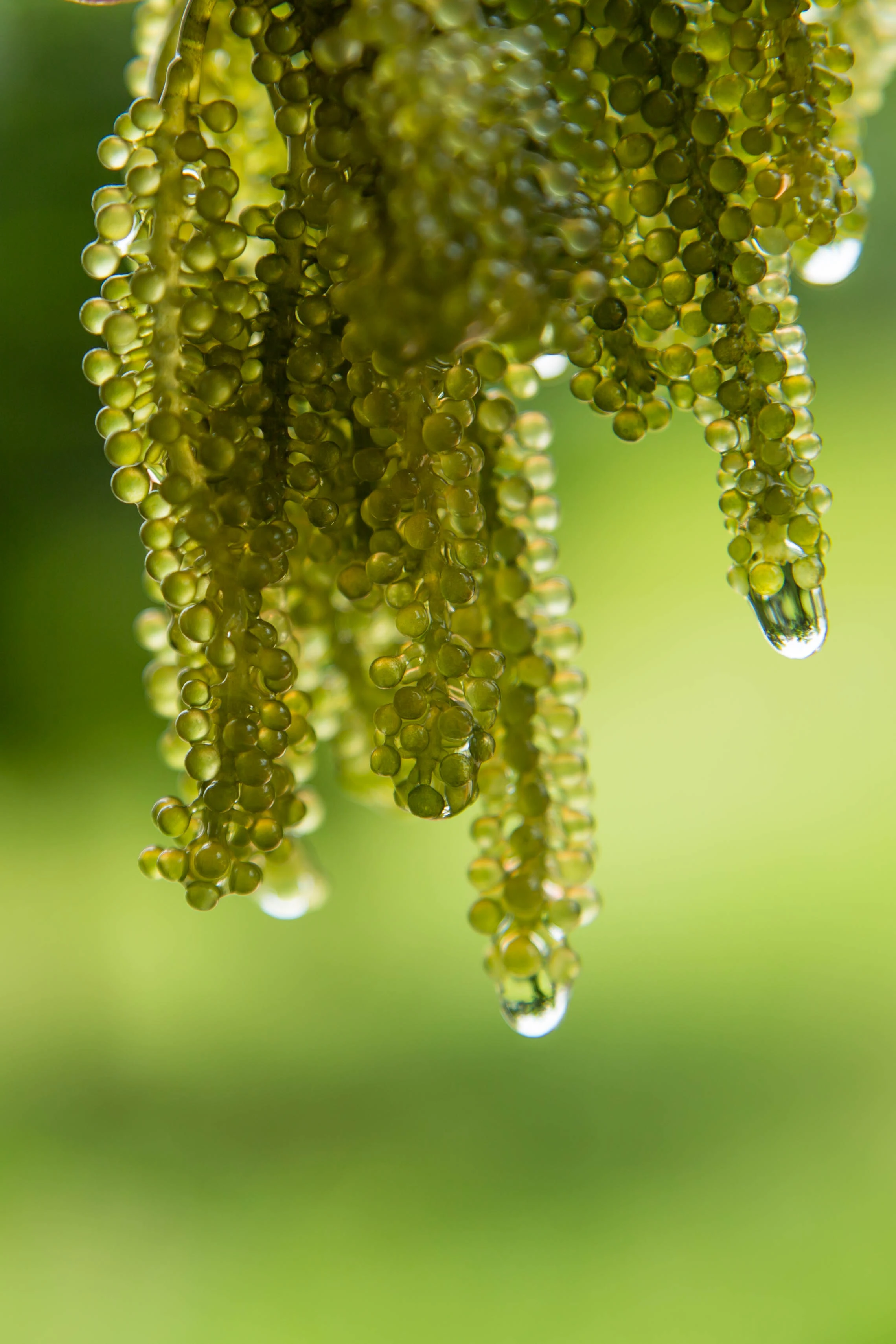 Vietnam Provisoner 100% Organic Dehydrated and Marinated Sea Grapes